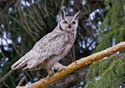 Bubo virginianus